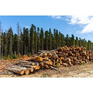 Bois d'œuvre résineux économique en vrac, bois fraîchement coupé pour usage industriel et structurel - Product Image 1