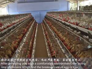 Batería de capa de huevo de gallina ponedora automática galvanizada por inmersión en caliente un tipo de sistema de jaulas de pollo - Product Image 5