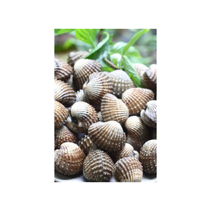 Approvisionnement en gros de coques naturelles fraîches bon marché mollusques frais et nutritifs - Product Image 1