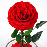 Vente en gros de roses éternelles préservées sous cloche en verre avec base miroir, cadeau élégant pour mariage, Noël, décoration intérieure