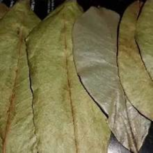 HOJAS DE SOURSOP UTILIZADAS COMO TÉ - Product Image 3