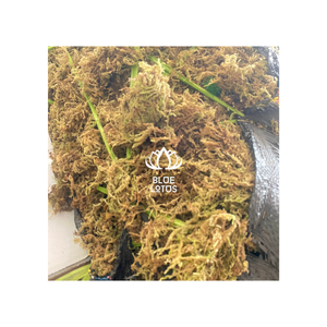 La mejor calidad, el mejor vendedor, producto para plantar bosque seco, musgo verde, orquídea para plantar Vietnam - Product Image 1