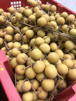 Premium Kwaliteit Verse Longan-Tegen Concurrerende Prijzen/Aziatisch Fruit Verse Longan Groothandel