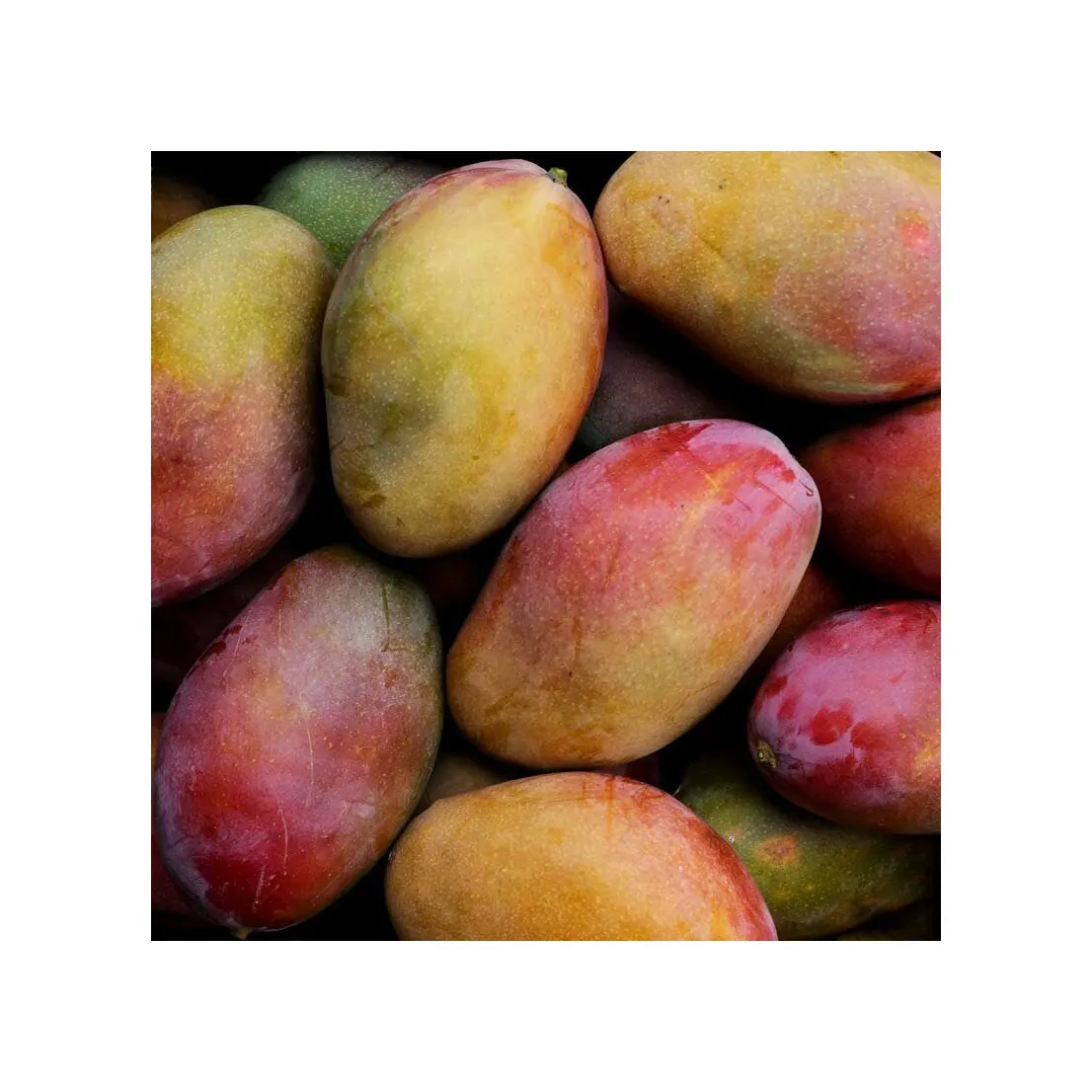 Exportación de alta calidad de Vietnam a precio competitivo Fruta tropical Fresh Osten Mango Sweet Mango Fresh mango