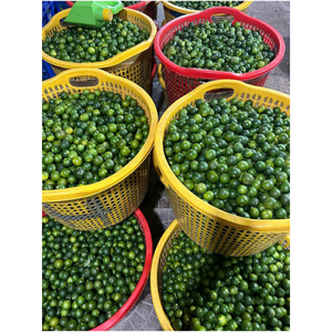 Top Product Natural And Vitamin Rich Frozen Calamansi Supports Immunity And Digestion Selling At Factory Price - Product Image 6