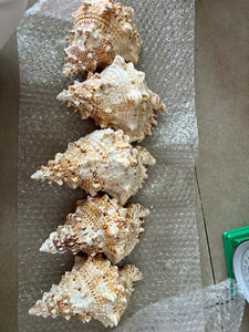 Produit de fruits de mer naturel du Vietnam de grande coquille épineuse d'exportation en gros fournisseur de haute qualité - Product Image 6