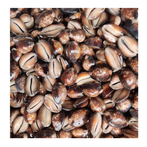 Coquille de cauris jaune, noir, gris, blanc, utilisée dans la décoration artisanale par Vietnam 99 Gold Data, exportateur de coquilles de cauris - Product Image 1