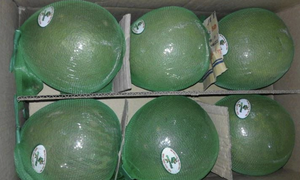 Pomelo à peau verte du Vietnam Fabriqué à partir de chair de citrus de qualité supérieure pour une consommation fraîche, une préparation culinaire et une offre de vente en gros mondiale - Product Image 3