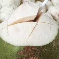 Noix de coco entière jeune thaïlandaise Khey Taladthai, fraîche, avec pulpe sucrée hydratante pour smoothies et usage culinaire, qualité A, 1,2 kg, 18 cm, boîte