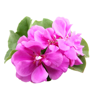 Géranium Bourbon Huile Essentielle 100% Pure Naturelle de Qualité Thérapeutique Non Diluée Aromathérapie Soin de la Peau Soin des Cheveux Floral Rosy Scent - Product Image 3