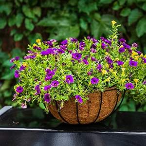 Panier de jardin suspendu à cadre en métal avec doublure en fibre de coco au meilleur prix revêtement végétal en fibre de coco - Product Image 5