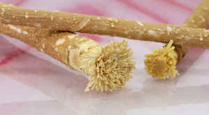 Extracto de hierbas paquistaníes Miswak Stick Limpiador de dientes naturales liofilizado de alta calidad Marca personalizada y opciones de etiqueta privada - Product Image 4