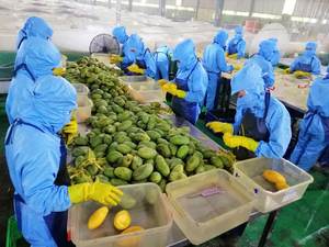 Soft Dried Mangoes with Premium Quality, Naturally <b>Sweet</b>, Chewy Texture, No Added Sugars or Preservatives From Viet Nam - Product Image 6