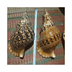 Concha de Caracol Tritón Grande, Pulida, Rústica, de Tacto Real, Artesanía con Conchas Marinas, Estilo Animal, Decoración Natural de Amonita Trompeta Gigante - Product Image 3