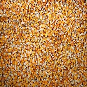 Maíz Amarillo de Calidad Alimentaria para Exportación, Maíz Multiusos para Harina, Almidón, Snacks y Fabricación de Alimentos, en Venta - Product Image 1