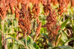 Sorgho (Broomcorn) - Product Image 2