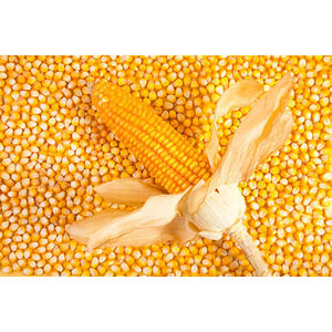 Maíz Amarillo Seco con Granos, No Glutinoso, Temporada Actual, Contenido de Almidón, Longitud 10-20cm - Product Image 1