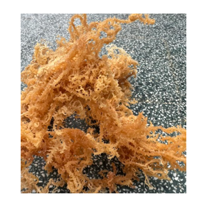 สาหร่ายคุณภาพสูงจากเวียดนาม - Product Image 1