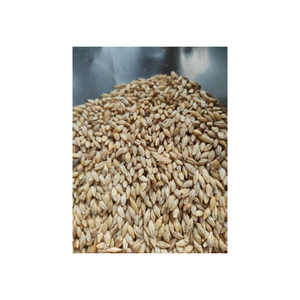 <b>Barley</b> seeds provided for premium quality bulk orders with dependable stock - Product Image 5