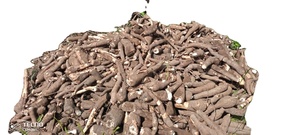 Khoai mì chiên tươi chất lượng cao của Watson - 100% tự nhiên, hạn sử dụng 12 tháng - Product Image 3