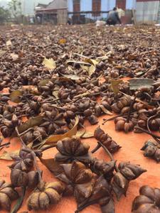 [Muestra gratis] Anís estrellado de otoño totalmente certificado/Anís estrellado de Primavera/Anís estrellado Tu Quy en Vietnam - Product Image 5