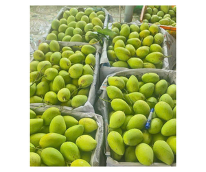 Mango Fresco Premium de Vietnam para Exportación - Mango Keo Cat Chu Cat Hoa Loc para Fábrica de Procesamiento de Alimentos y Mercado de Jugos - Product Image 1