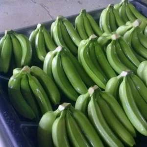 Bananes Cavendish, fruits frais, bananes, fruits et légumes à bon prix | Approvisionnement en gros | - Product Image 6