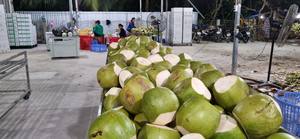 Trimmed <b>fresh</b> young <b>coconut</b> Vietnam craft for serving clear juice and refreshing beverages in traditional oriental dining sets - Product Image 4