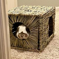 Nouveau design avec maison de lapin en herbe, meilleure qualité et prix de gros au Vietnam