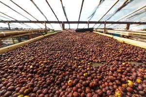 2024-2025 NOUVELLE récolte Robusta Coffee Bean SCR 13 16 18 vert et torréfié direct Vietnam ROBUSTA COFFEE BEAN Brand Grade 60KG Jute Bag - Product Image 4