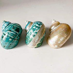 <b>Shell</b> Hermit <b>Crab</b> <b>Shells</b> Large Medium Turbo Seashell WHITE & GREEN/MINT Natural Sea Conch(8~9cm) - Product Image 2