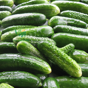 Giá tốt nhất với dưa chuột với 100% tự nhiên từ Việt Nam, có sẵn cho xuất khẩu - Product Image 6