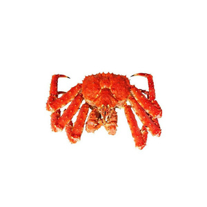 Cangrejo rey rojo, cangrejo rey rojo vivo y congelado - Product Image 2