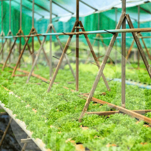 <b>Greenhouse</b> Film For Vegetable And Fruit Cultivation Providing Excellent Heat Moisture Retention And Stable <b>Plant</b> Climate - Product Image 3