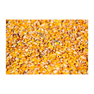 Maíz amarillo de grado 2 seco, no GMO apto para consumo humano y origen de alimentación Animal - Product Image 6