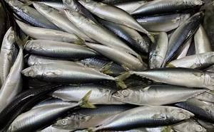 ปลาแมคเคอเรลแช่แข็ง P1131 น้ำหนักสุทธิ:9.5 กก. ผู้ผลิตปลาแมคเคอเรล แช่แข็งบนบก ปลาแมคเคอเรล 70-80 ตัว - Product Image 3