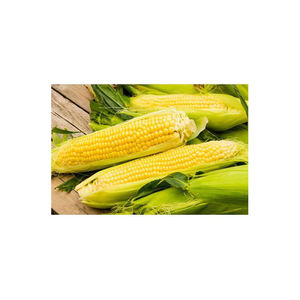 Maïs sec de qualité supérieure, vente en gros de maïs jaune, Non-gm, brésil, vente en gros - Product Image 5