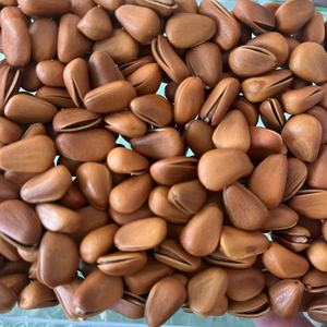 Piñones Orgánicos Naturales Crudos en Oferta, 100% Naturales Rusos de Primera Calidad, Precio Económico de Proveedores Confiables - Product Image 3