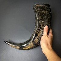 Cornes de buffle naturelles pour boisson, écologiques, en matériau organique, polies, de haute qualité, pour décoration religieuse, animale, maison, mariage, 20-60 cm
