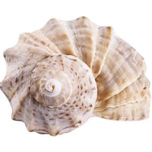 Coquillages marins mélangés Décoration de mariage Thème de plage Coquillages Décoration de la maison Matériel organique du Vietnam Tracy - Product Image 2