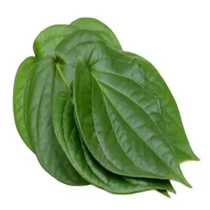 Natural Betel Leaves - Fresh and Clean Best Quality Competitive Price Wholesale Export Shipping Worldwide