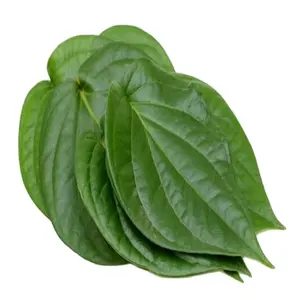 Hojas de Betel naturales-Frescas y limpias Mejor calidad Precio competitivo Venta al por mayor Exportación Envío en todo el mundo