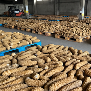 Gros produits de concombre de mer séché gris naturel d'excellente qualité à prix de gros - Product Image 2