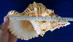 Decoración Seashell/Trompeta Triton Shell/ Triton Concha para exportar - Product Image 5