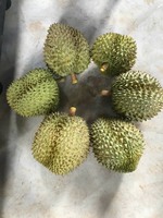 Hete Verkoop Monthong Ri6 Premium Kwaliteit Bevroren En Verse Doerians Zoete Heerlijke/Vietnam Origin Fruit Vertrouwde Leverancier/Anna Do