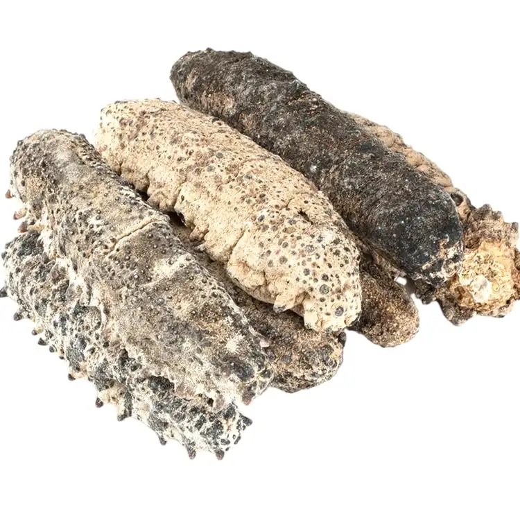 Pepino marinho seco para alimentos e bebidas Pepino marinho | Compre Pepino marinho orgânico seco ao sol | Pepino marinho ervas secas a granel