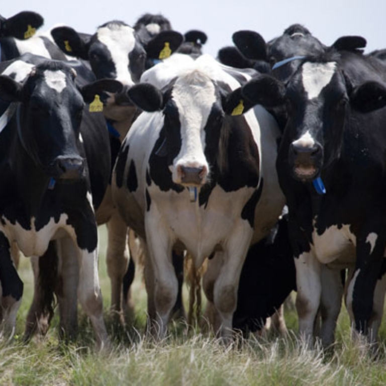 закупаем крс. молочно-мясное животноводство. крупный рогатый скот (крс). крупный рогатый скот живой. животноводство.