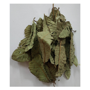 Processus traditionnel séché au soleil de feuille de goyave vietnamienne naturelle, arôme terreux, largement utilisé dans les boissons à base de plantes et les formulations de beauté - Product Image 4