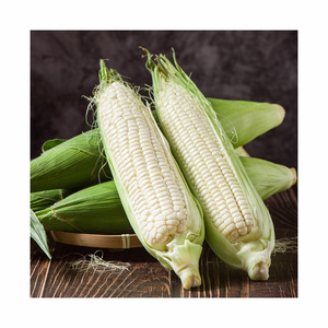 Maíz blanco no GMO Maíz 50kg Embalaje Maíz secado al aire a la venta - Product Image 4
