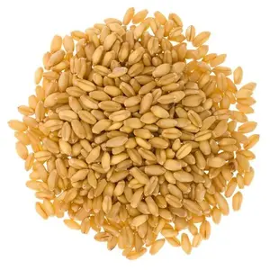 Высококачественная Пшеница с 100% чистыми/высококачественными органическими мягкими зернами пшеницы в больших количествах